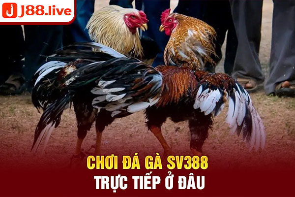 Chơi đá gà SV388 trực tiếp ở đâu