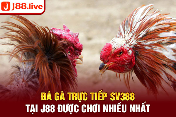 Đá gà trực tiếp SV388 tại J88 được chơi nhiều nhất