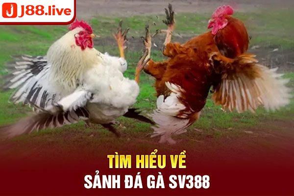 Tìm hiểu về sảnh đá gà SV388